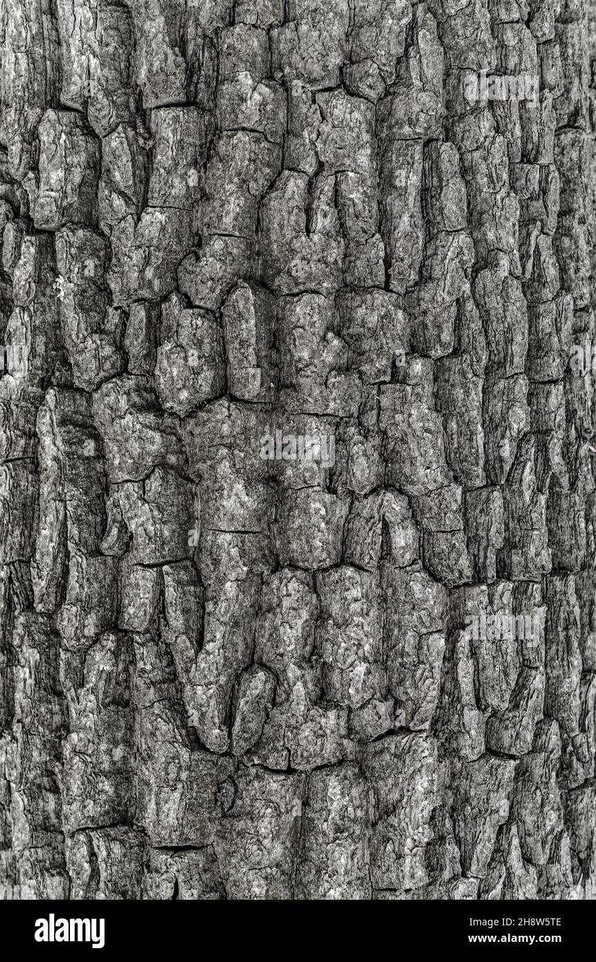 Old Wood Tree Texture Background Pattern Stock Photo - Alamy
