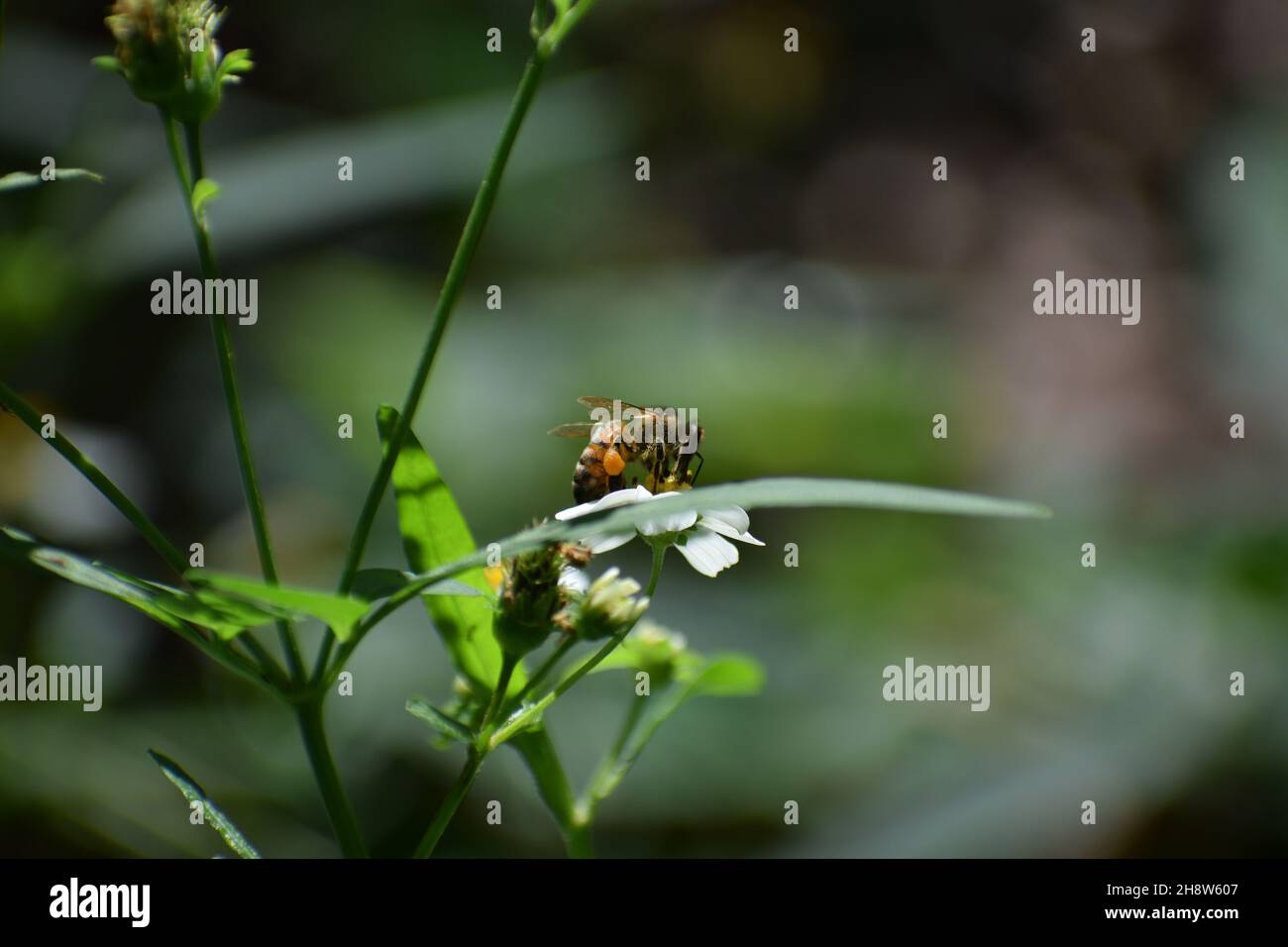 Side view honey bee hi-res stock photography and images - Alamy