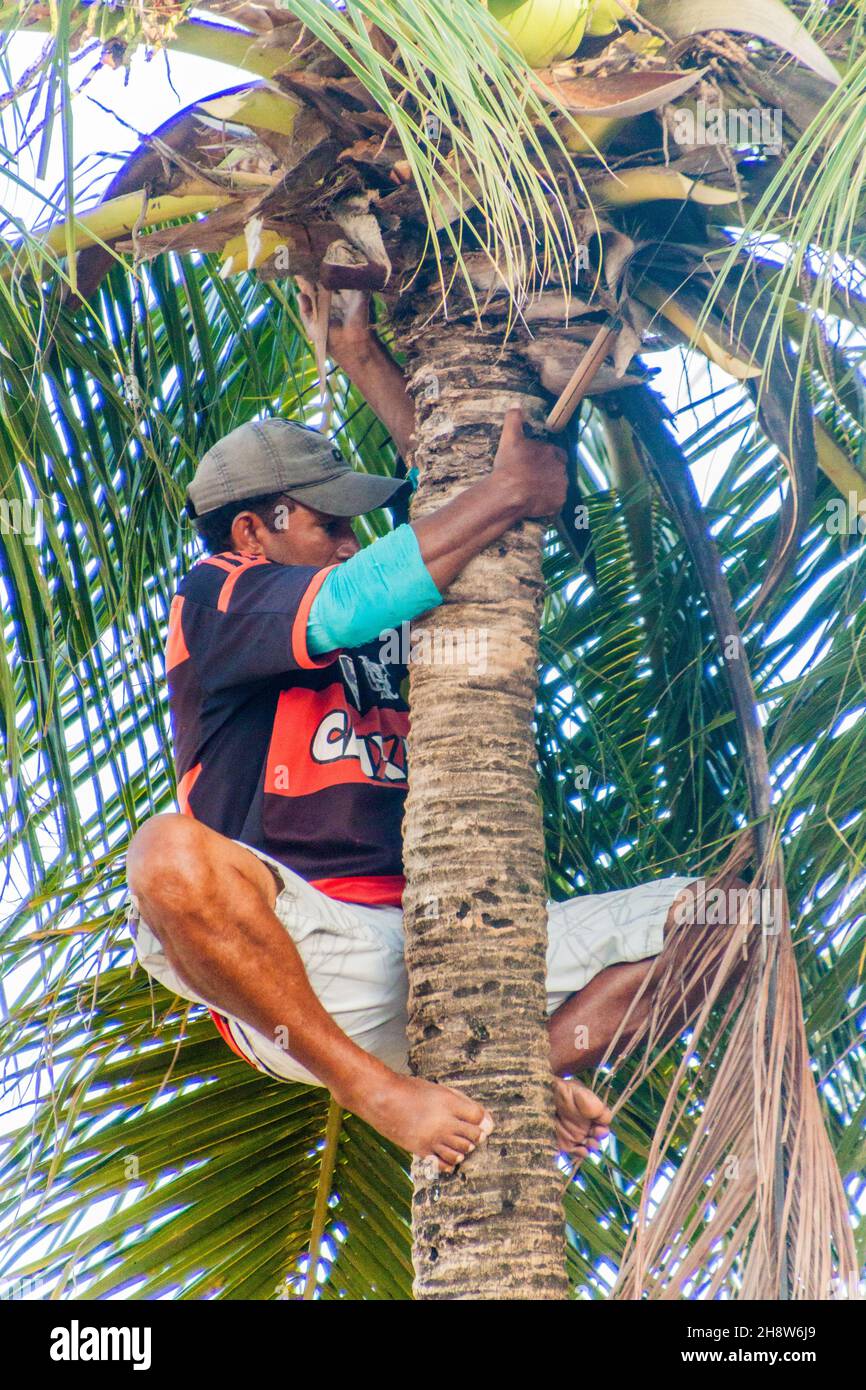 JOAO PESSOA, BRAZIL - OCTOBER 13, 2016: Local man is harvesting coconuts in Joao Pessoa. Stock Photo