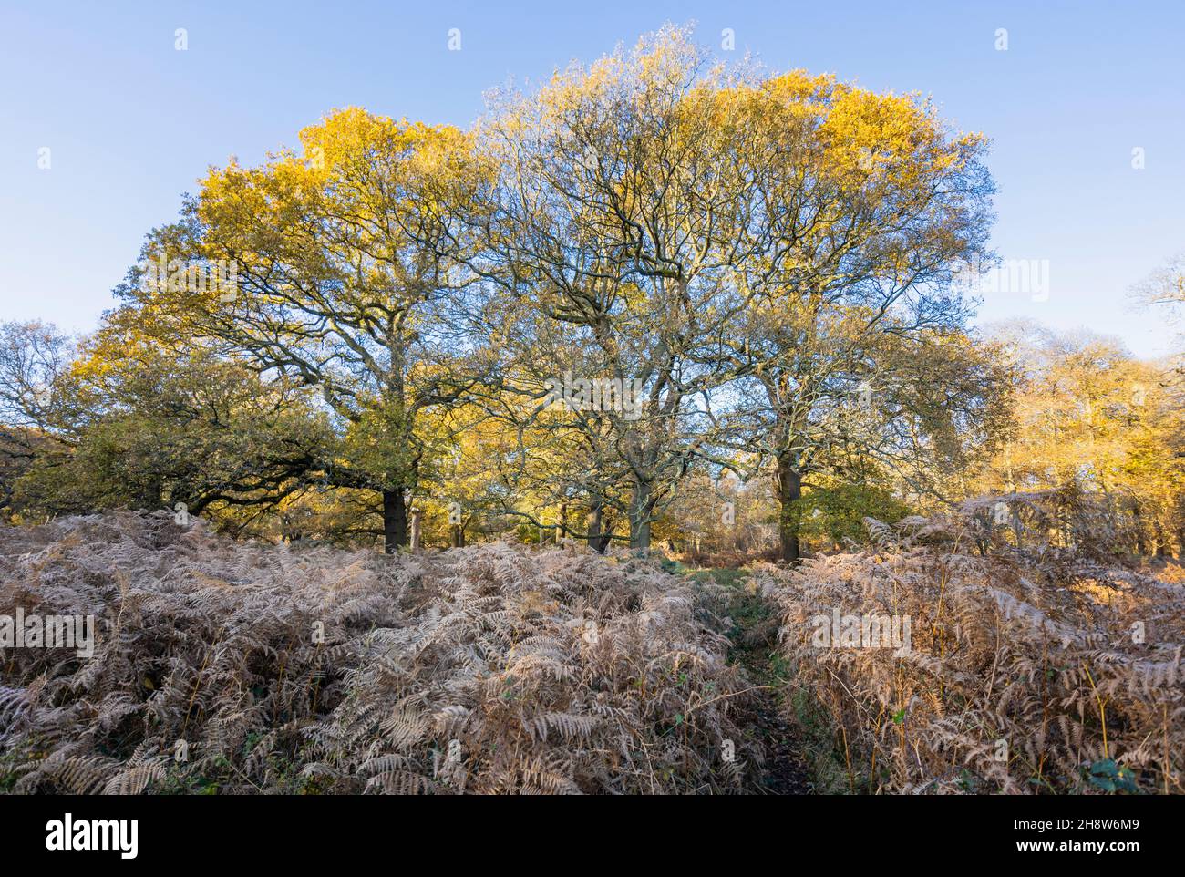 View of a path through a copse of oak trees and bracken in Richmond ...