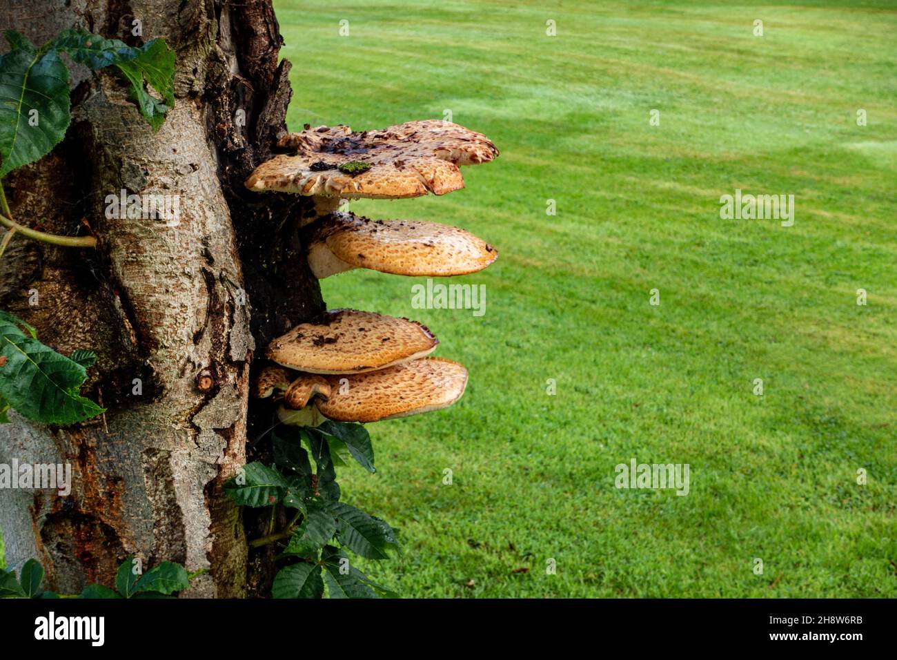 Yellow Mushrooms Growing on the side of a tree Stock Photo - Alamy