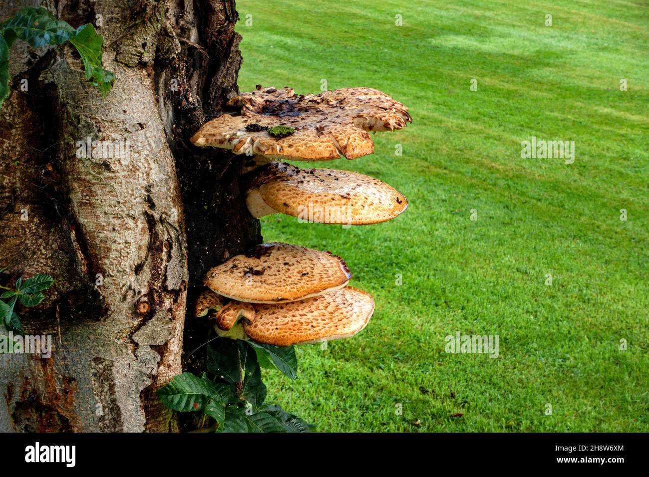 Yellow Mushrooms Growing on the side of a tree Stock Photo - Alamy