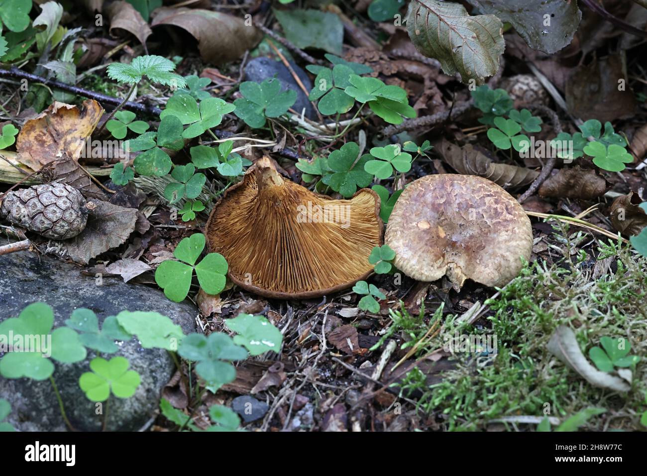 Paxillus filamentosus, also called Paxillus rubicundulus, commonly known as alder roll-rim, wild mushroom from Finland Stock Photo