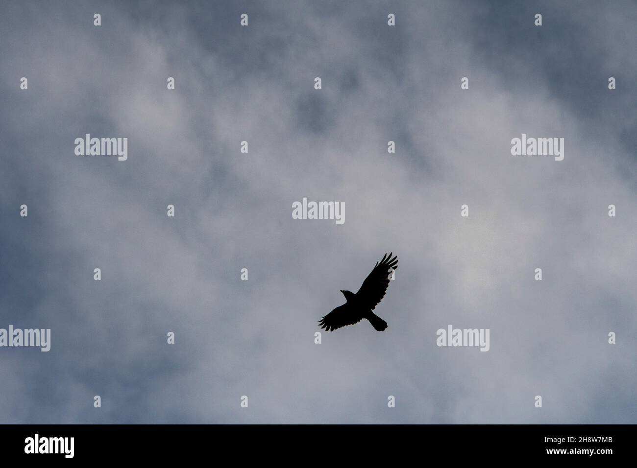 Corvus corax - The large crow, is a species of passerine bird in the Corvidae family. Stock Photo