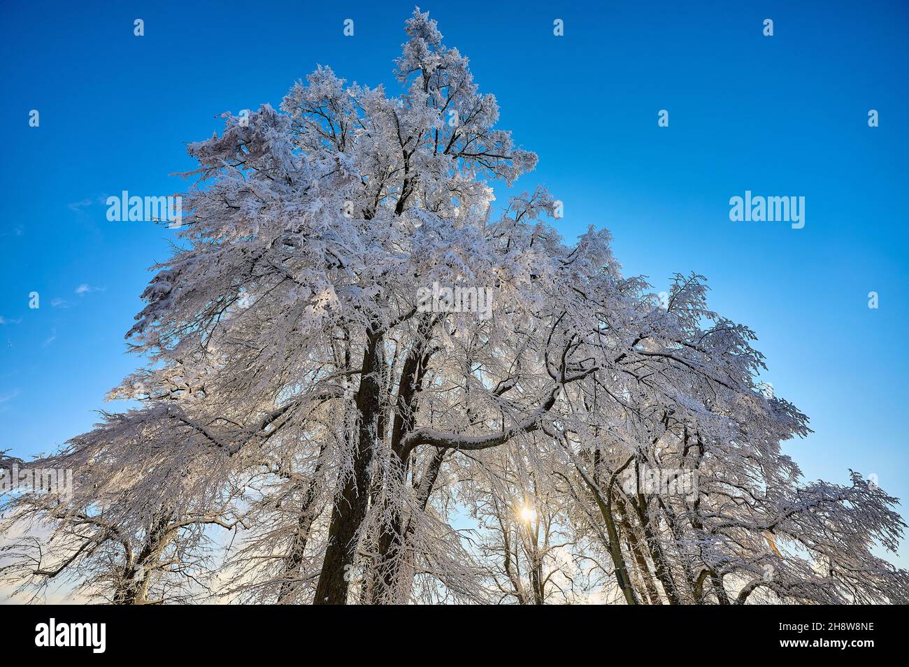 The trees on the mount of Hohenstaufen are covered in thick frost creating a sublime and hideous atmosphere on a cold winters day. Stock Photo