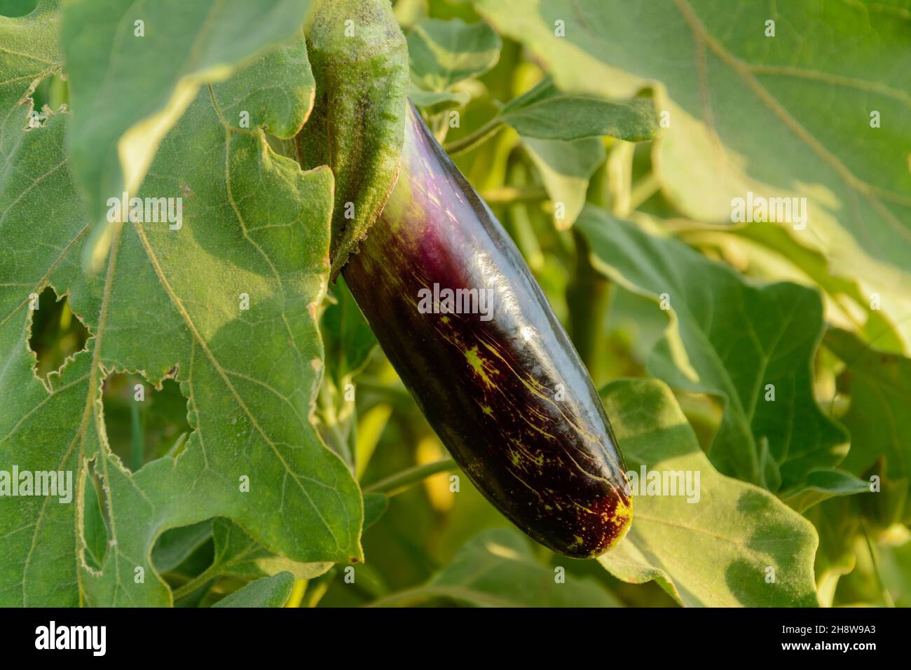 Eggplant hanging from the plant in the garden. Fresh organic eggplant aubergine and its flower with morning light on it. side view from Purple aubergi Stock Photo