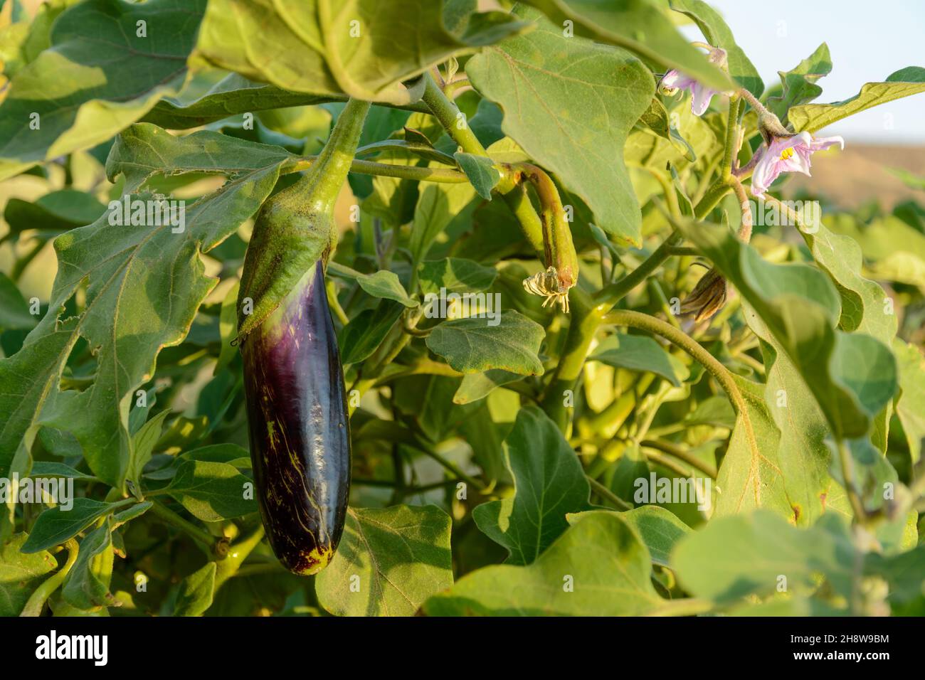 Eggplant hanging from the plant in the garden. Fresh organic eggplant aubergine and its flower with morning light on it. side view from Purple aubergi Stock Photo