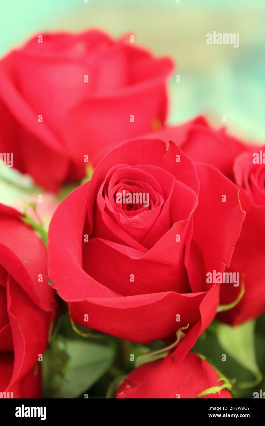 Beautiful bright red roses and flowers in full bloom Stock Photo - Alamy
