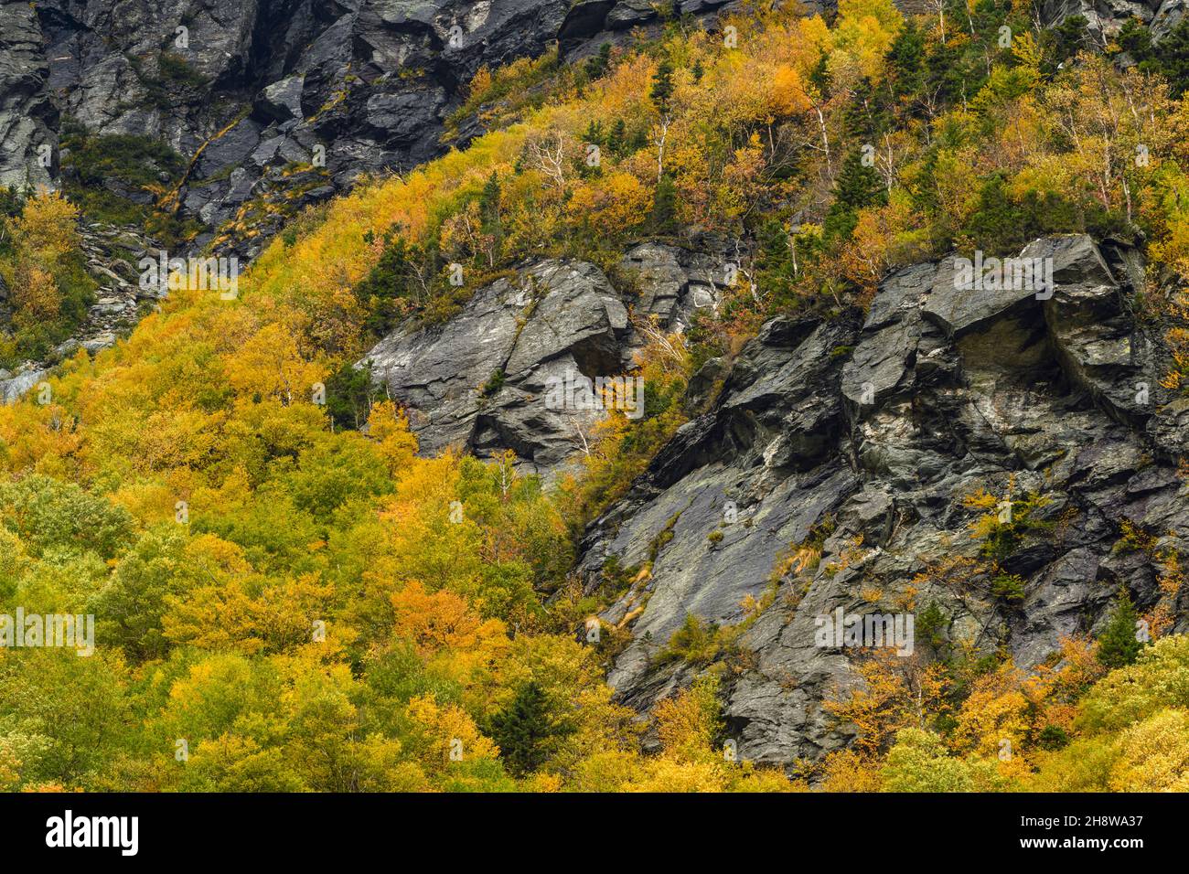 Autumn foliage in the deciduous forest on New England hillsides, Smuggler's Notch, Lamoille County, Vermont, USA Stock Photo