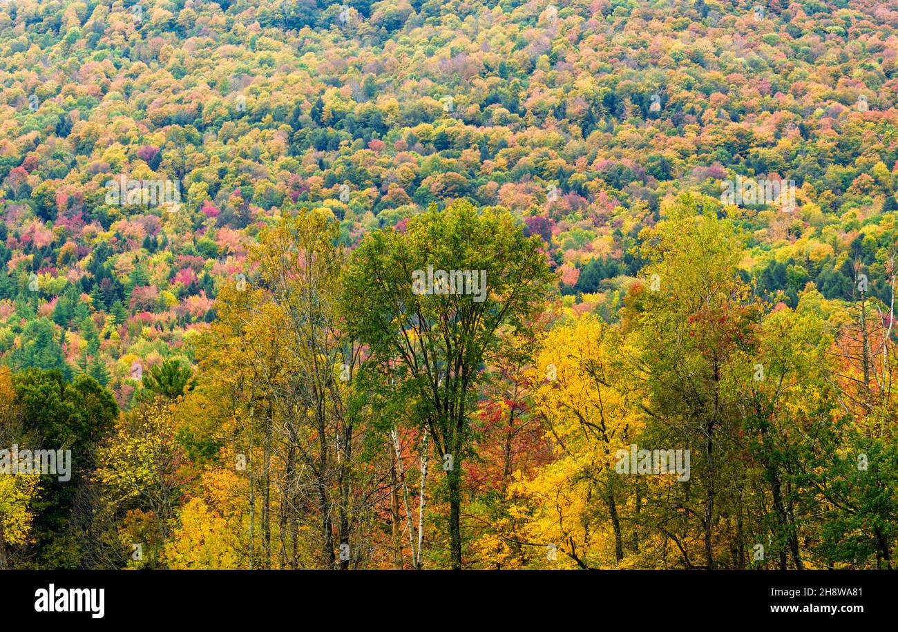 Autumn foliage in the deciduous forest on New England hillsides, Smuggler's Notch, Lamoille County, Vermont, USA Stock Photo