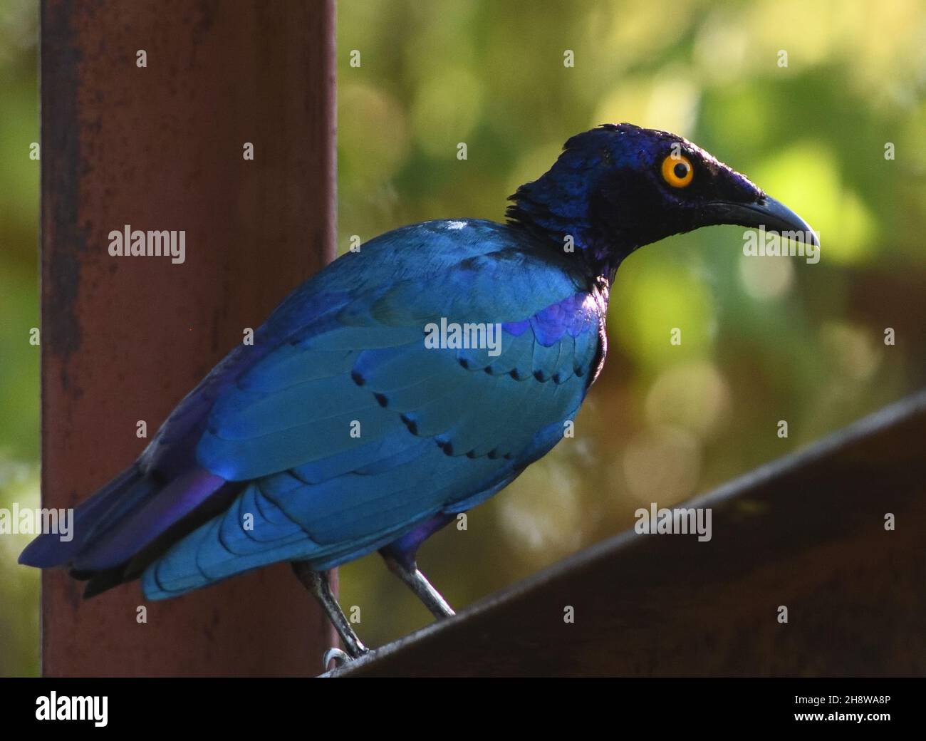 A purple starling or purple glossy starling (Lamprotornis purpureus) perching on a steel structure. . Kunda, The Republic of the Gambia. Stock Photo