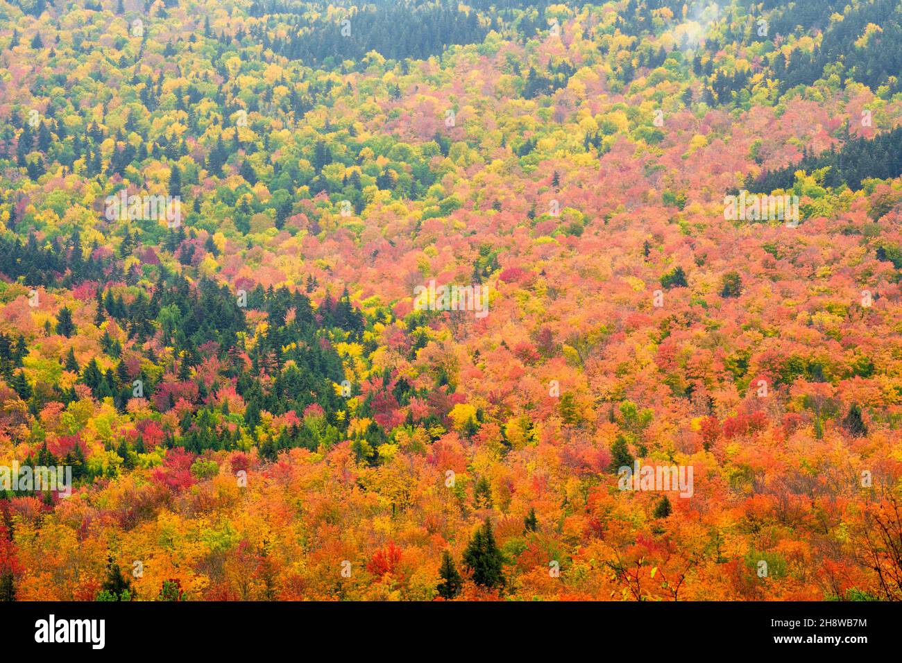 Autumn foliage in the deciduous forest on New England hillsides, Along US 2, New Hampshire, USA Stock Photo