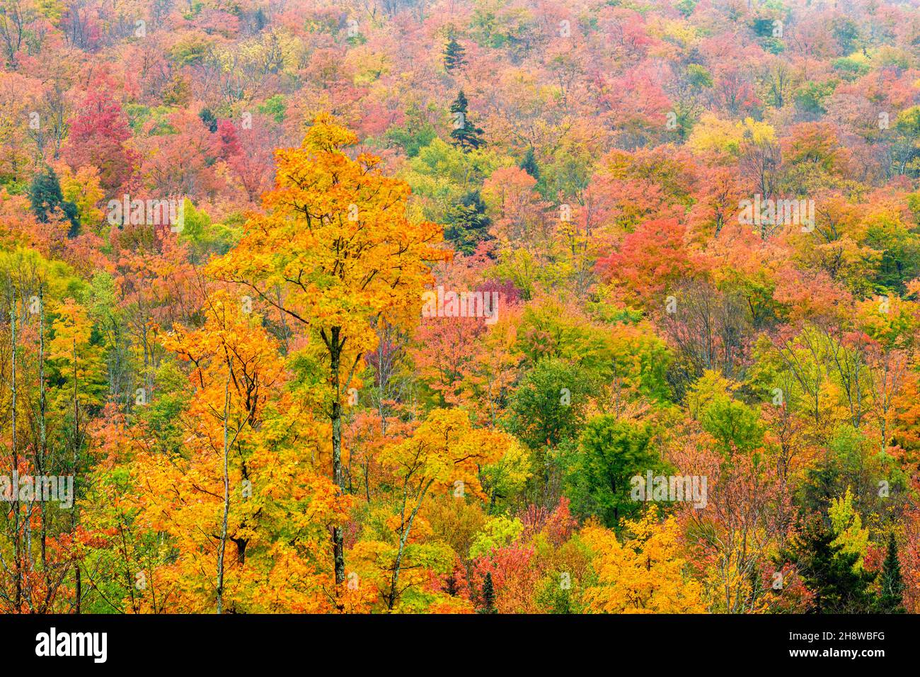 Autumn foliage in the deciduous forest on New England hillsides, Along US 2, New Hampshire, USA Stock Photo