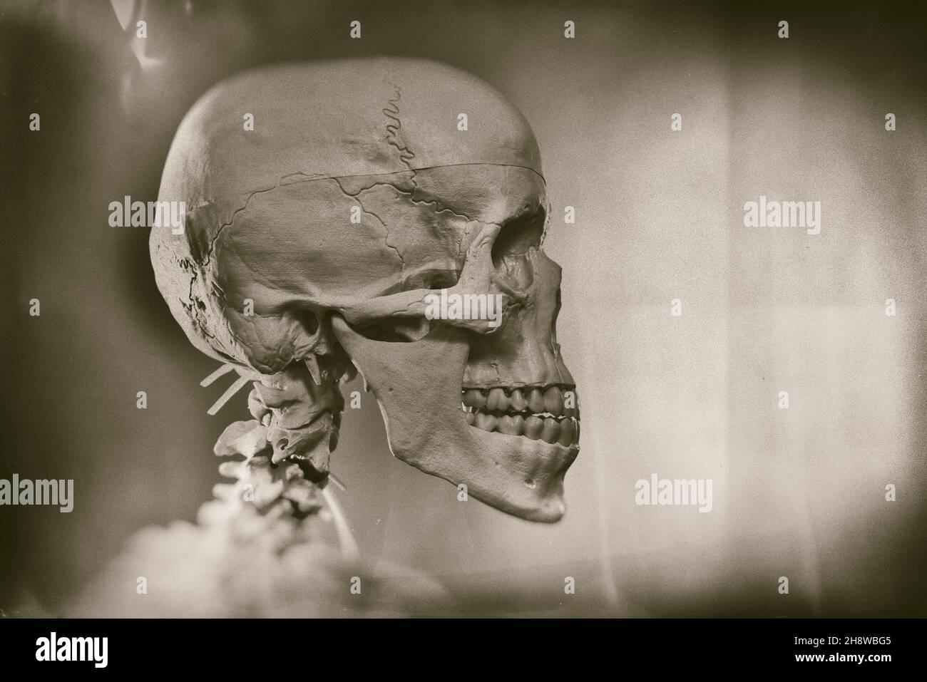 Human skull, skeleton digitally altered. Stock Photo