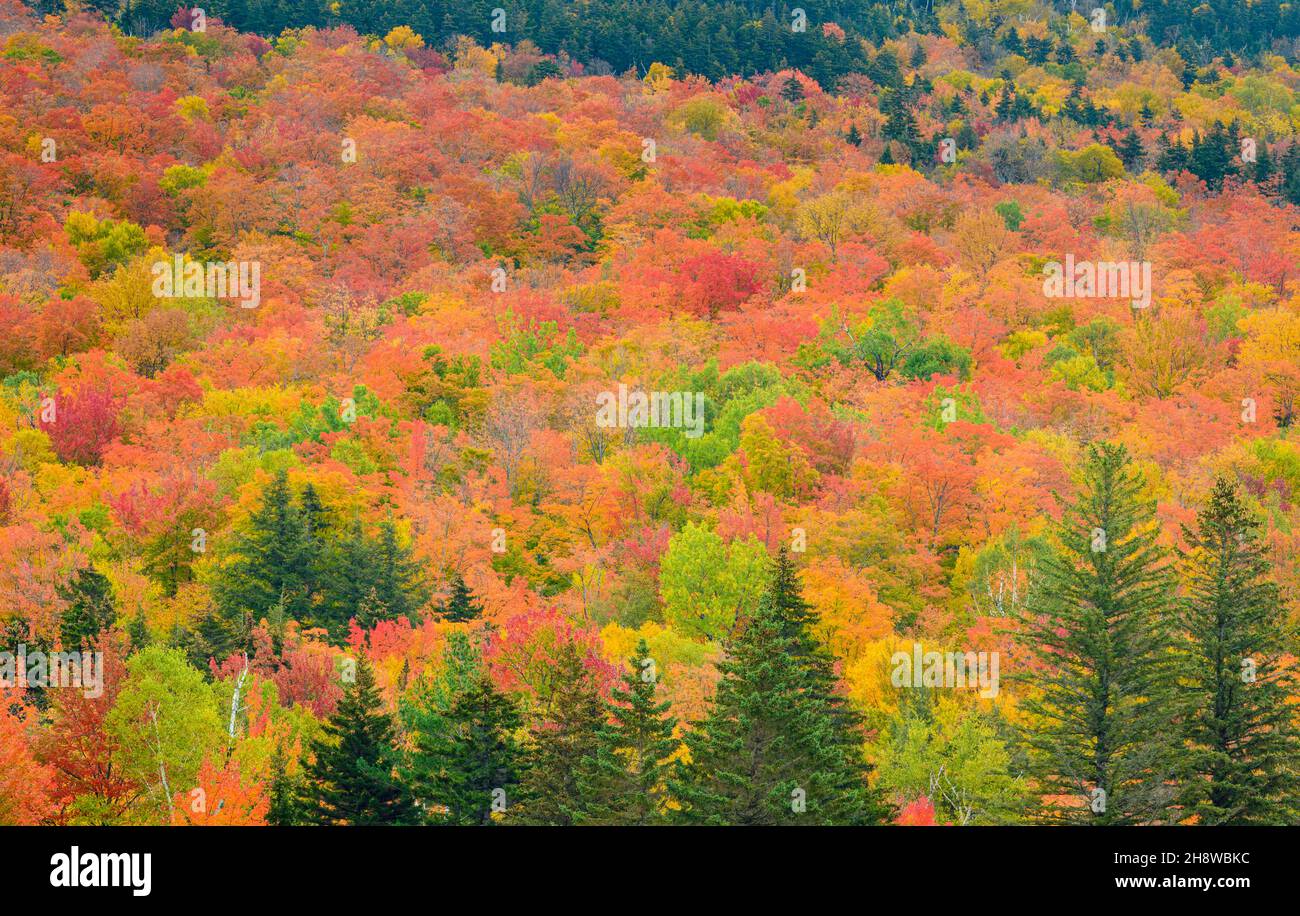 Autumn foliage in the deciduous forest on New England hillsides, Pinkham Notch, New Hampshire, USA Stock Photo