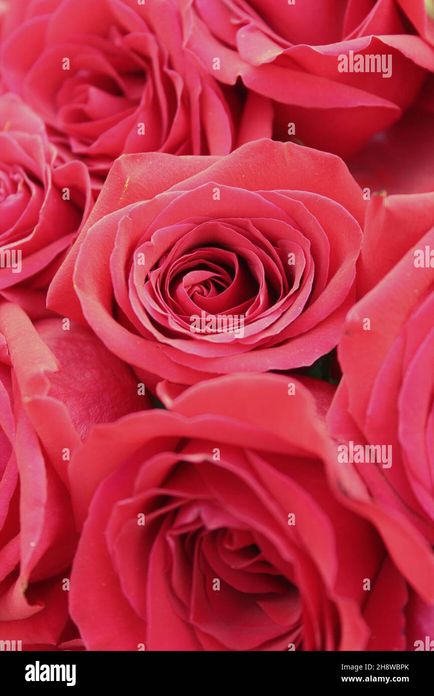 Beautiful bright red roses and flowers in full bloom Stock Photo - Alamy
