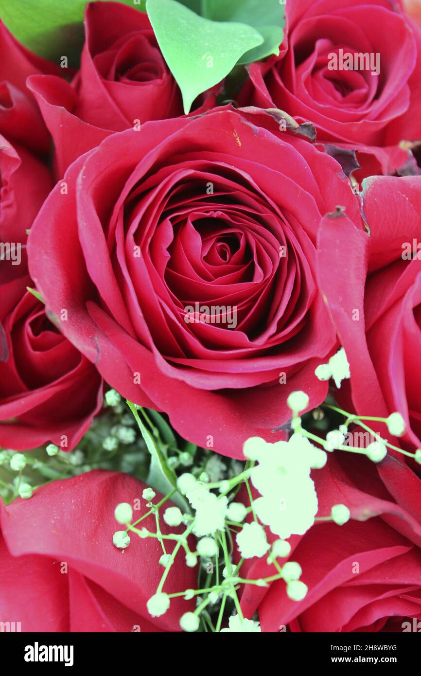 Beautiful bright red roses and flowers in full bloom Stock Photo - Alamy