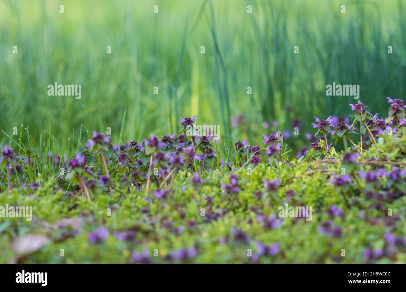 spring first flowers in the forest Stock Photo - Alamy