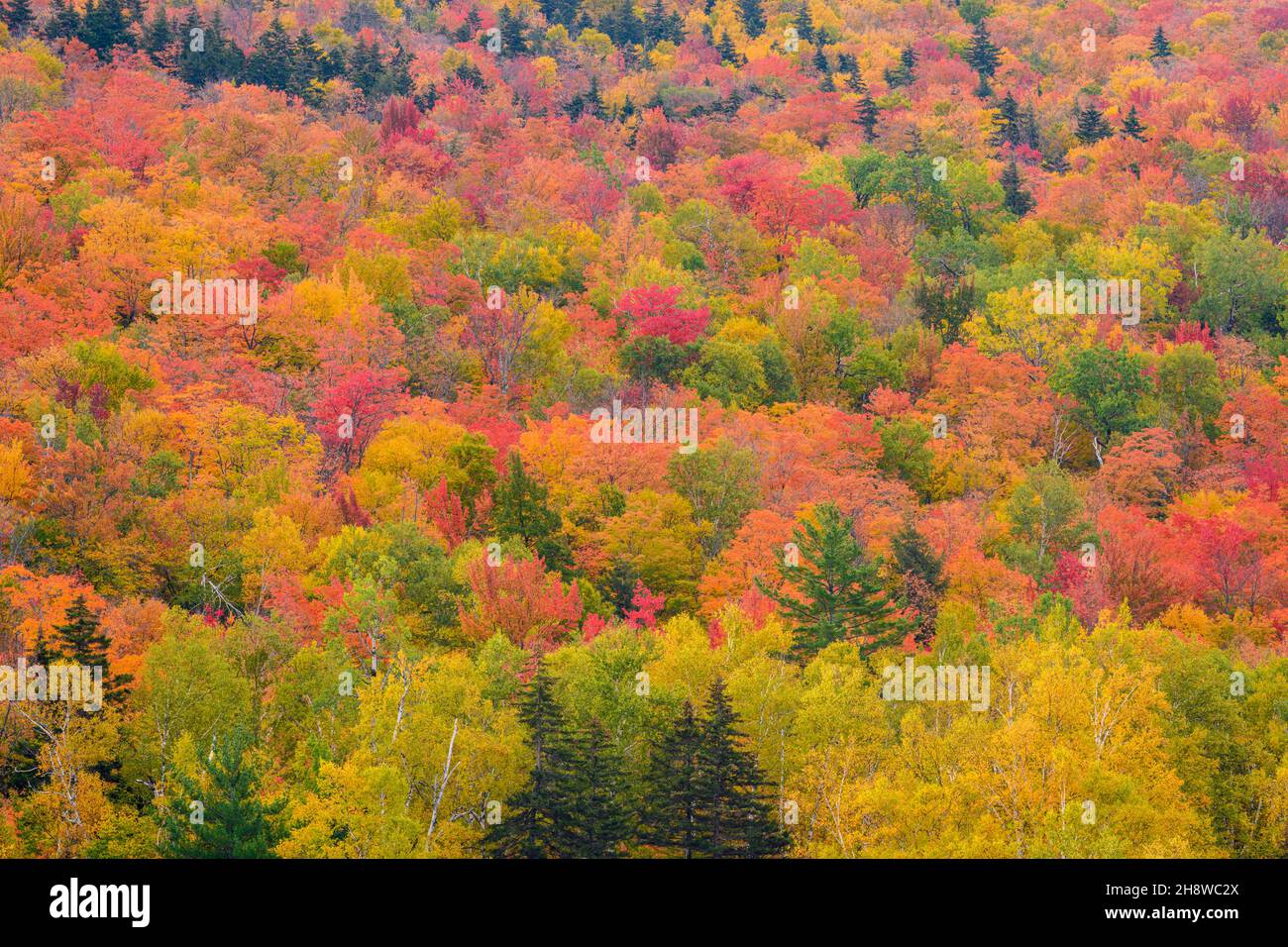 Autumn foliage in the deciduous forest on New England hillsides, Mount Washington Valley, New Hampshire, USA Stock Photo