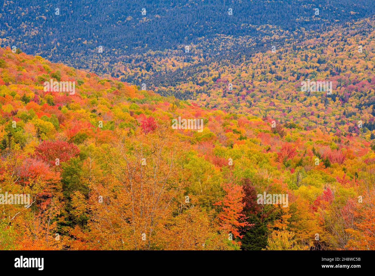 Autumn foliage in the deciduous forest on New England hillsides, Mount Washington Valley, New Hampshire, USA Stock Photo