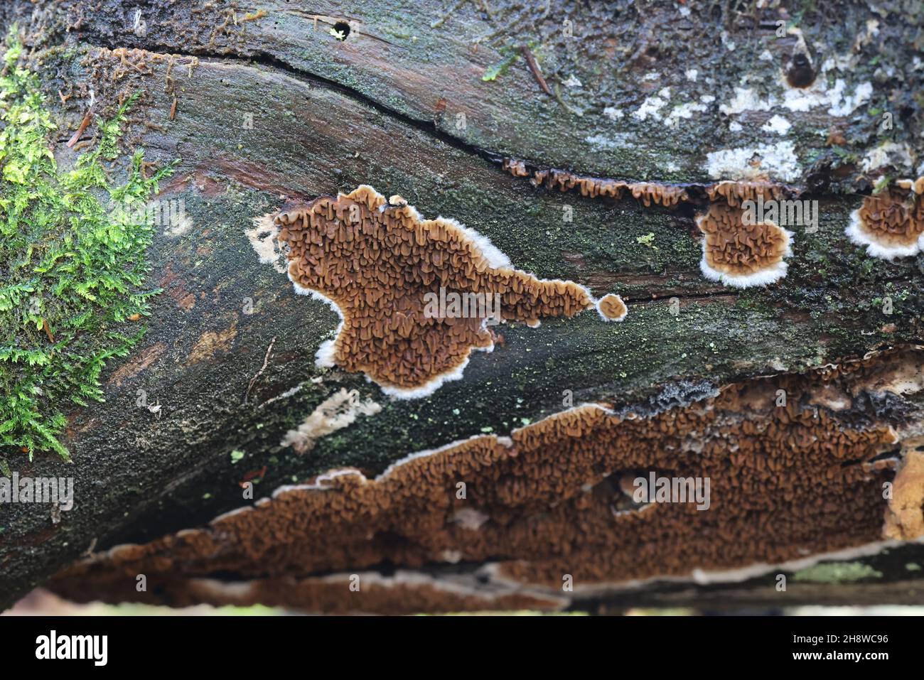 Serpula himantioides, a resupinate dry rot fungus growing on spruce, no common English name Stock Photo