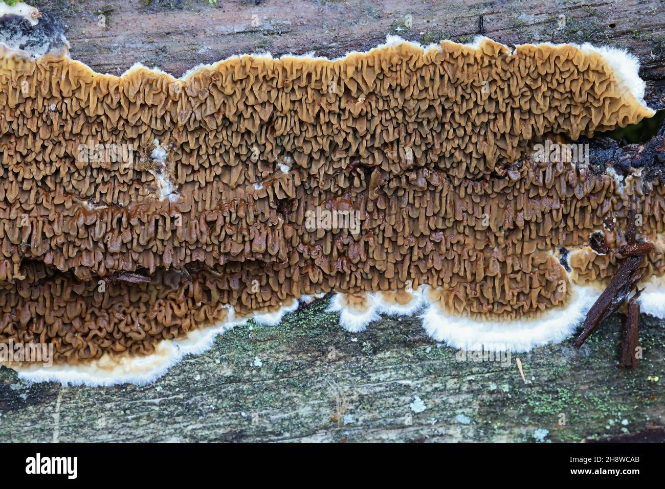 Serpula himantioides, a resupinate dry rot fungus growing on spruce, no common English name Stock Photo