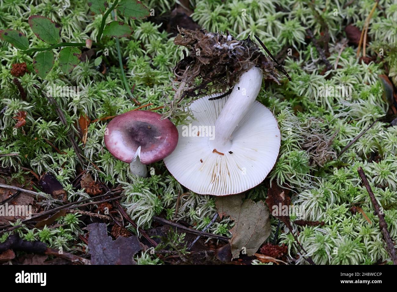 Russula atrorubens, also called Russula atropurpurea, commonly known as purple brittlegill, wild mushroom from Finland Stock Photo