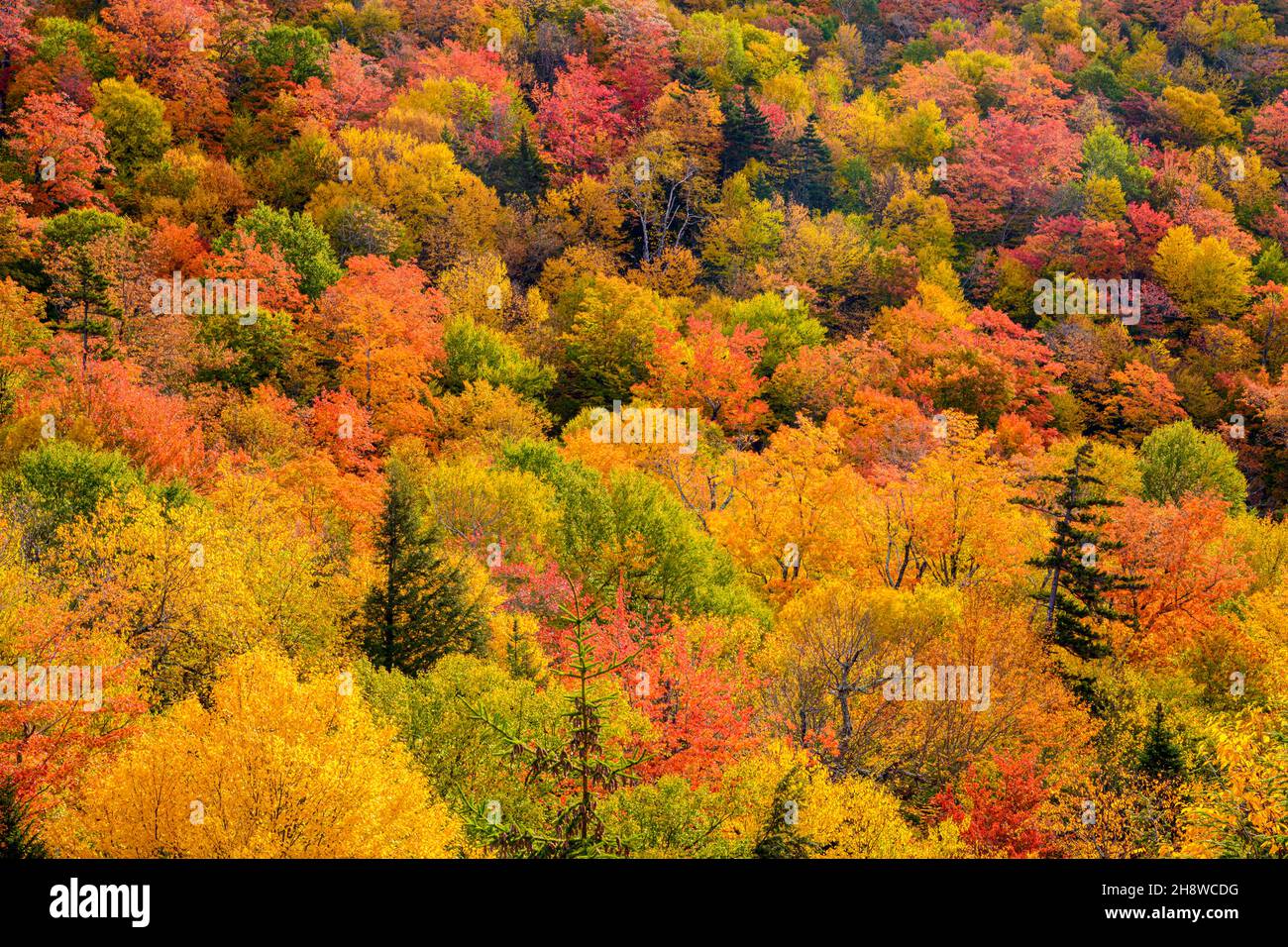 Autumn foliage in the deciduous forest on New England hillsides, Highway 16 near Pinkham Notch, New Hampshire, USA Stock Photo