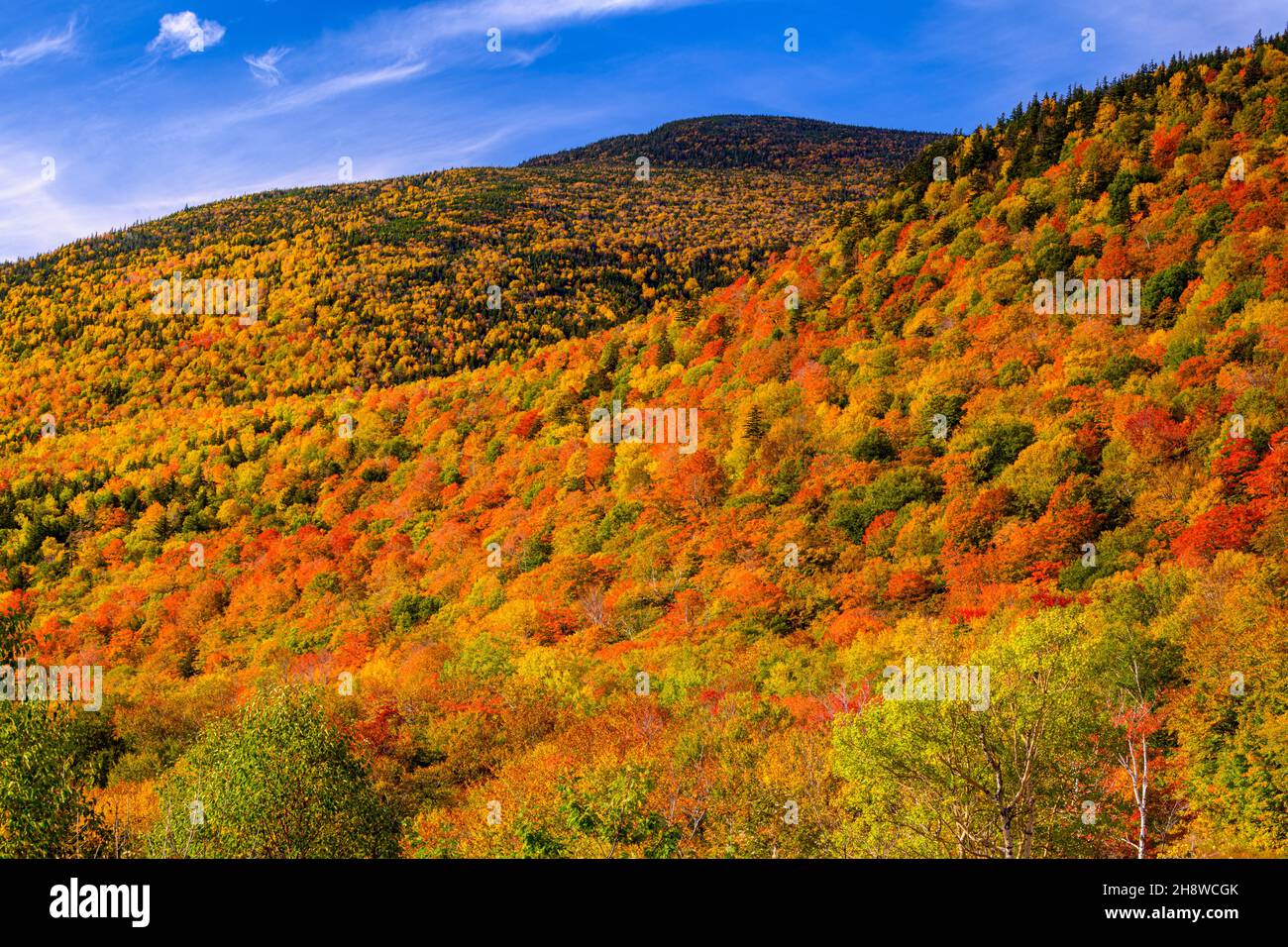 Autumn foliage in the deciduous forest on New England hillsides, Highway 16 near Pinkham Notch, New Hampshire, USA Stock Photo