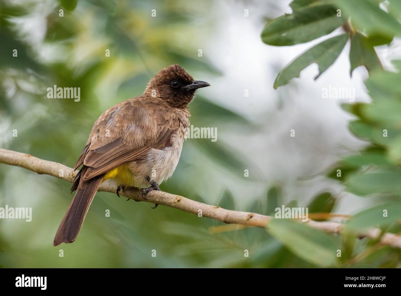 Dark-capped Bulbul - Pycnonotus tricolor, beautiful common perching bird from African gardens and woodlands, Entebbe, Uganda. Stock Photo