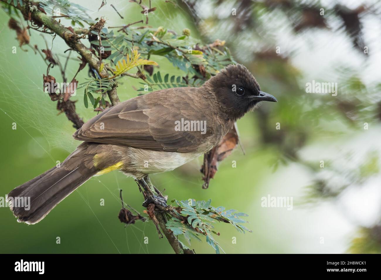 Dark-capped Bulbul - Pycnonotus tricolor, beautiful common perching bird from African gardens and woodlands, Entebbe, Uganda. Stock Photo