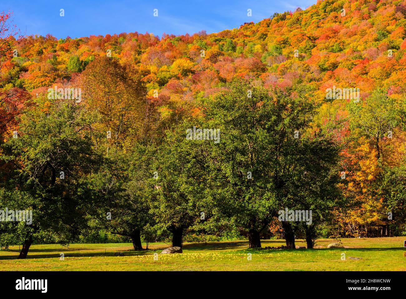 Autumn foliage in the deciduous forest on New England hillsides, The Dana House, Highway 16 , New Hampshire, USA Stock Photo