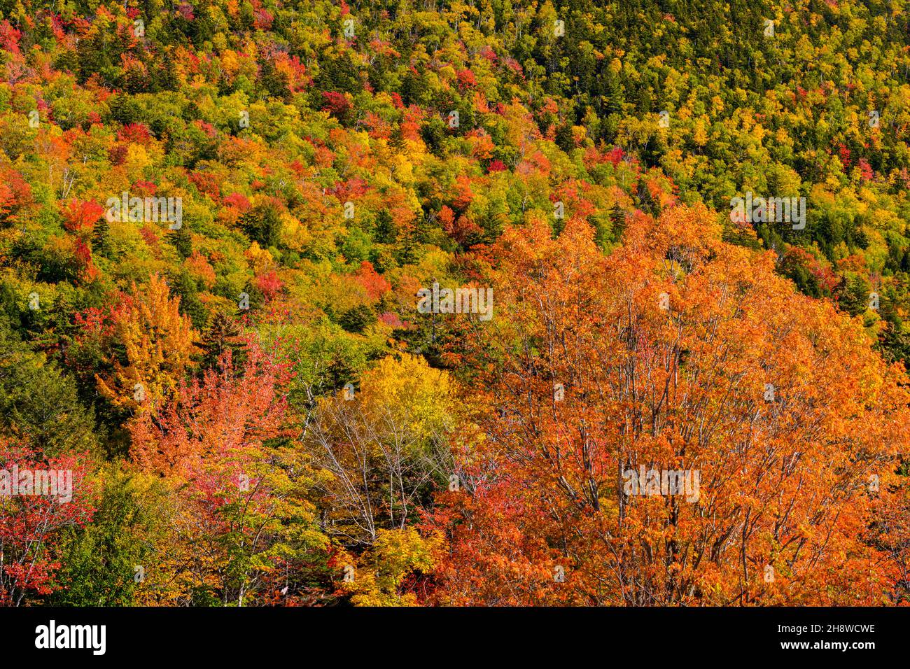Autumn foliage in the deciduous forest on New England hillsides, , New Hampshire, USA Stock Photo