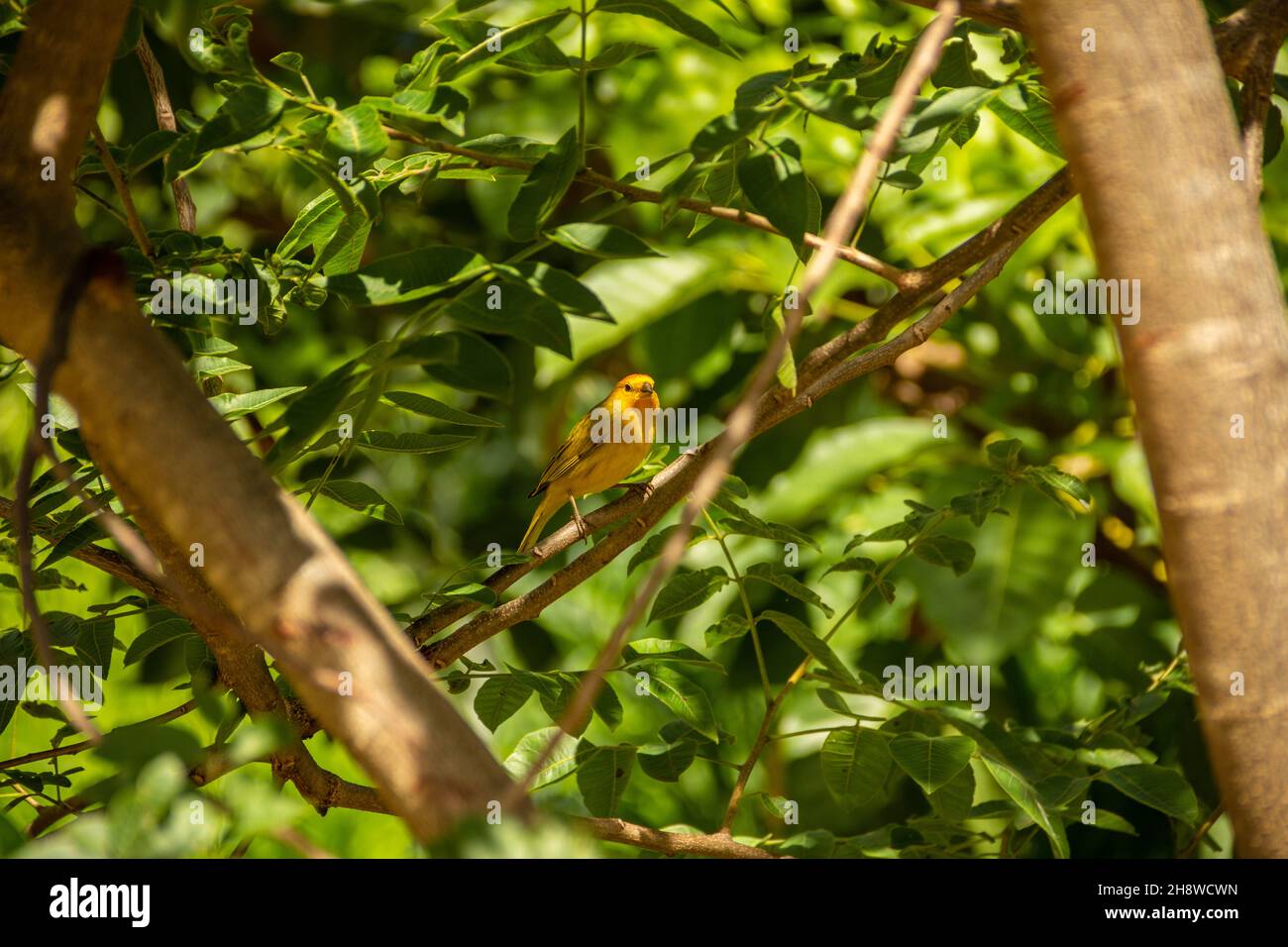 Goiânia, Goias, Brazil – December 01, 2021: A yellow bird known as a Canary on a tree branch. (Sicalis flaveola) Stock Photo