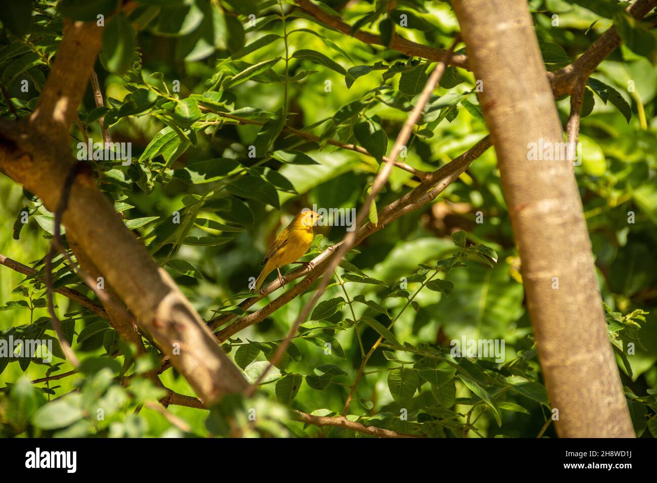 Goiânia, Goias, Brazil – December 01, 2021: A yellow bird known as a Canary on a tree branch. (Sicalis flaveola) Stock Photo