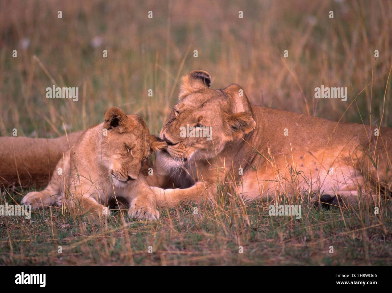 Lioness with cub at Masai Mara Game Reserve, Kenya Stock Photo - Alamy