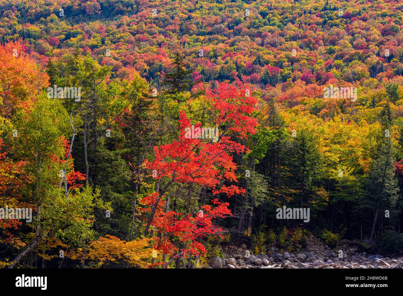 Autumn foliage in the deciduous forest on New England hillsides, , New Hampshire, USA Stock Photo