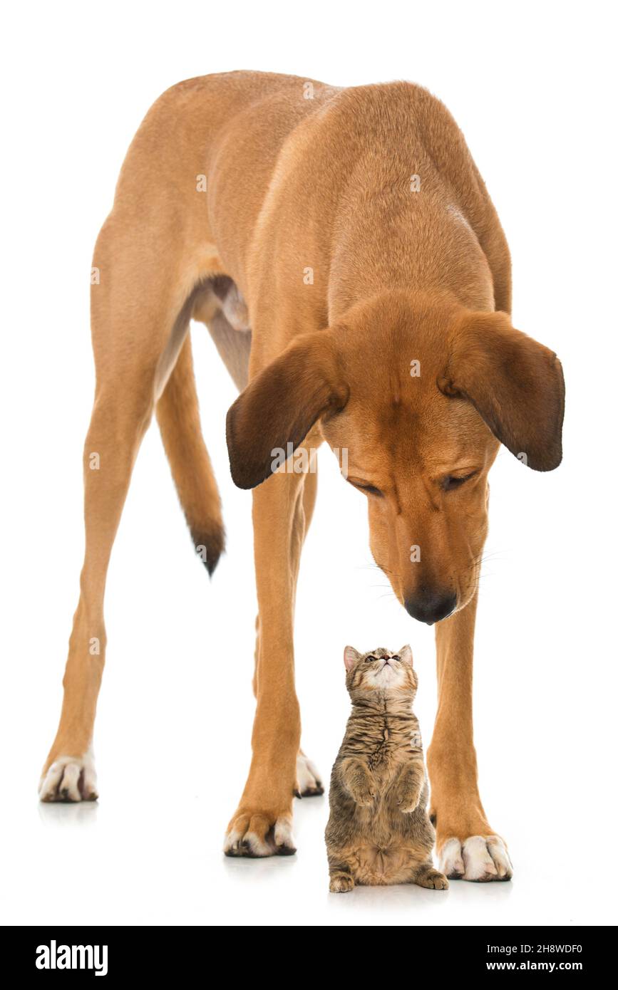 Big cross breed dog and a kitten Stock Photo