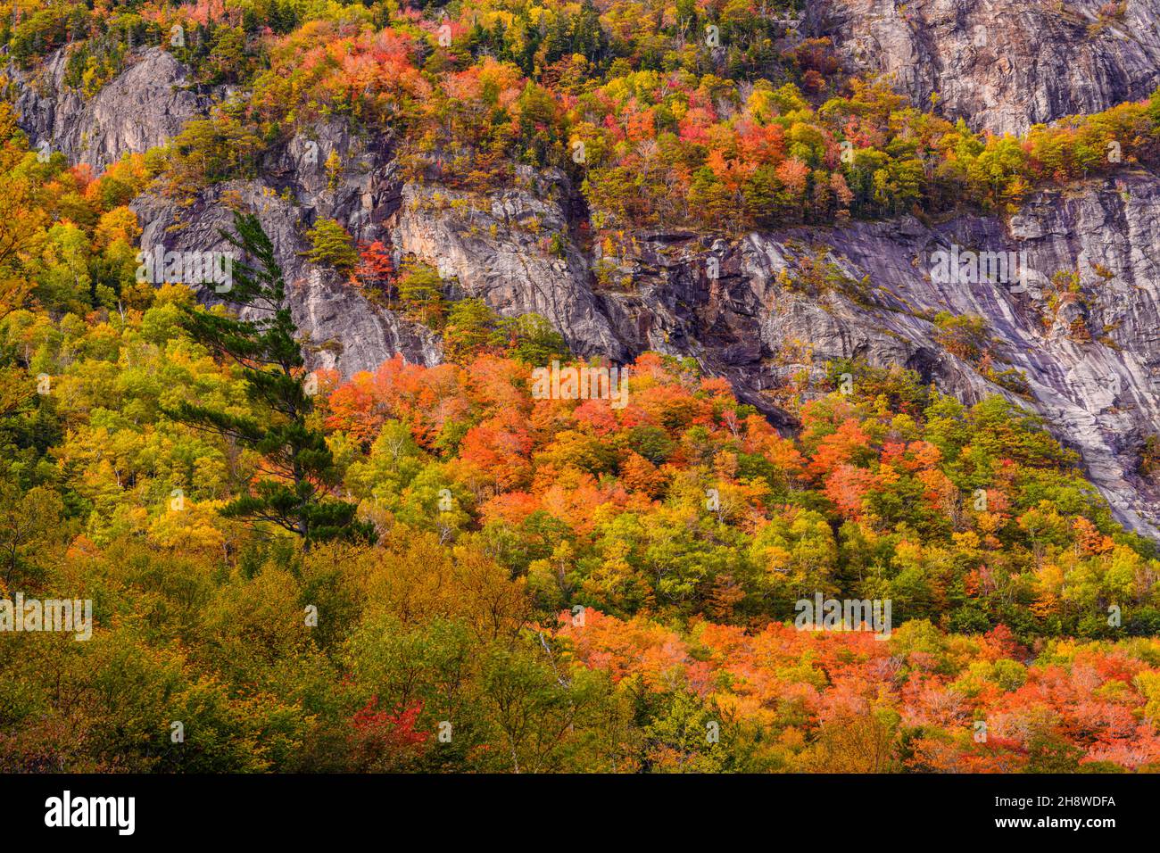 Autumn foliage in the deciduous forest on New England hillsides, Crawford Notch State Park, Hart's Location, New Hampshire, USA Stock Photo