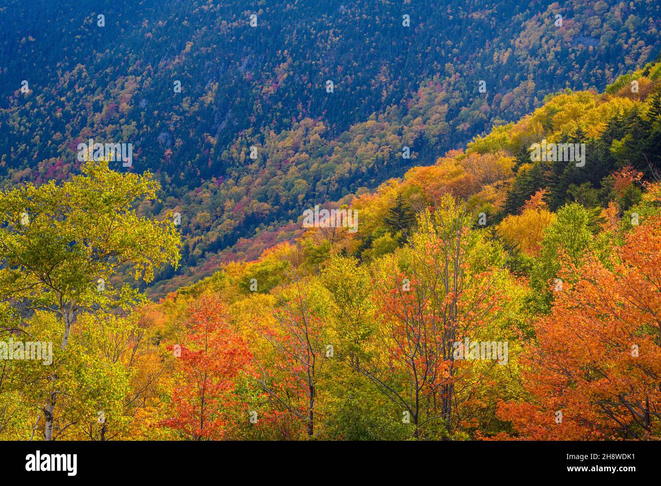 Autumn foliage in the deciduous forest on New England hillsides, Crawford Notch State Park, Hart's Location, New Hampshire, USA Stock Photo