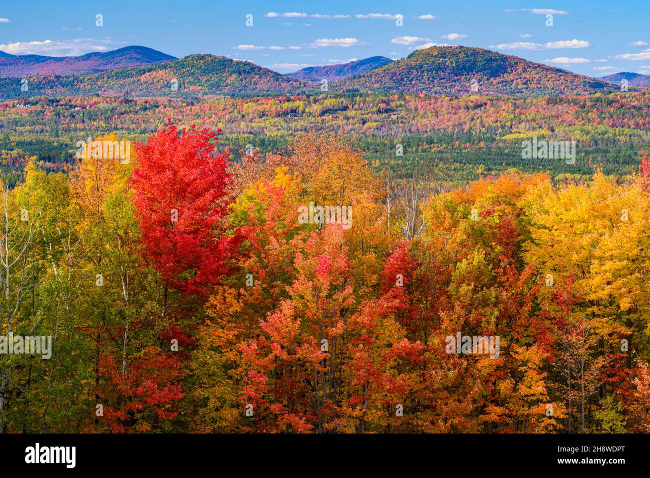 Autumn foliage in the deciduous forest on New England hillsides, White Mountains National Forest, New Hampshire, USA Stock Photo