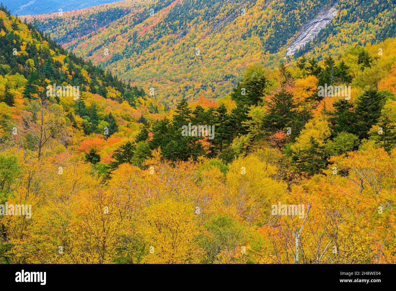 Autumn foliage in the deciduous forest on New England hillsides, Crawford Notch State Park, New Hampshire, USA Stock Photo