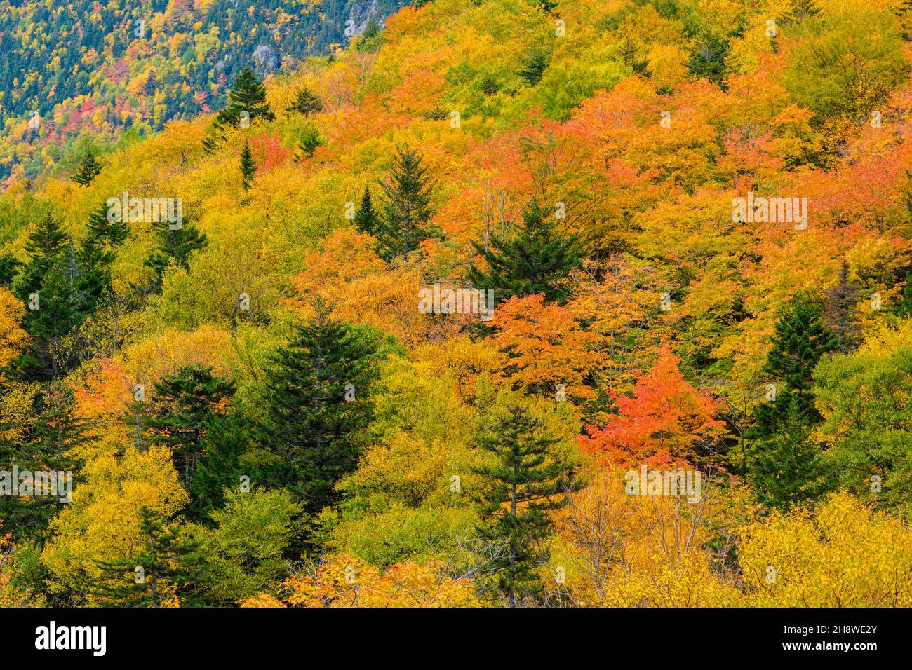 Autumn foliage in the deciduous forest on New England hillsides, Crawford Notch State Park, New Hampshire, USA Stock Photo