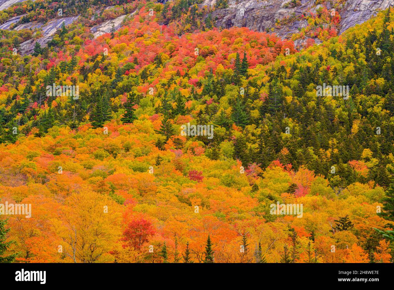 Autumn foliage in the deciduous forest on New England hillsides, Crawford Notch State Park, New Hampshire, USA Stock Photo