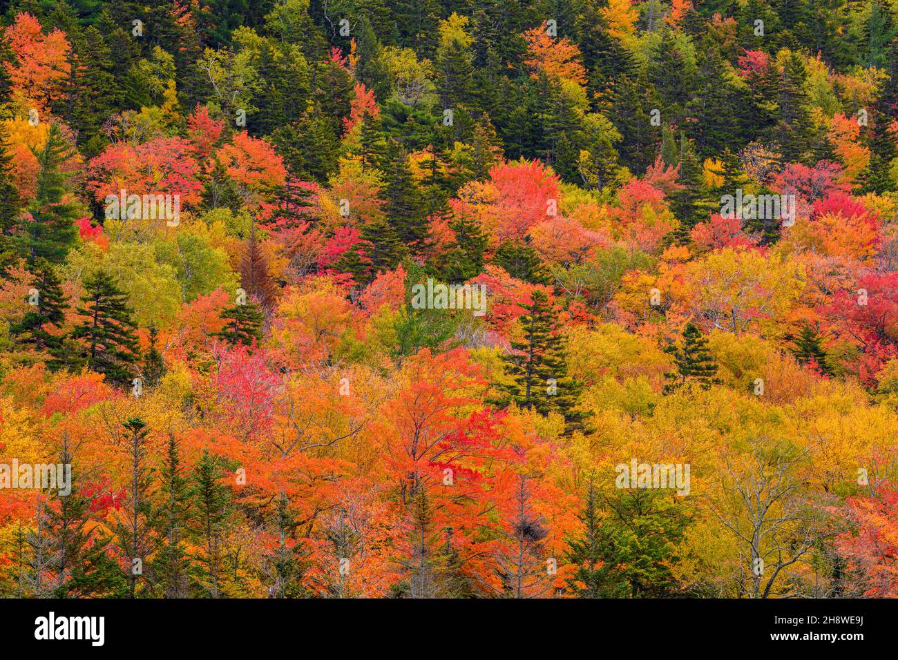 Autumn foliage in the deciduous forest on New England hillsides, Crawford Notch State Park, New Hampshire, USA Stock Photo