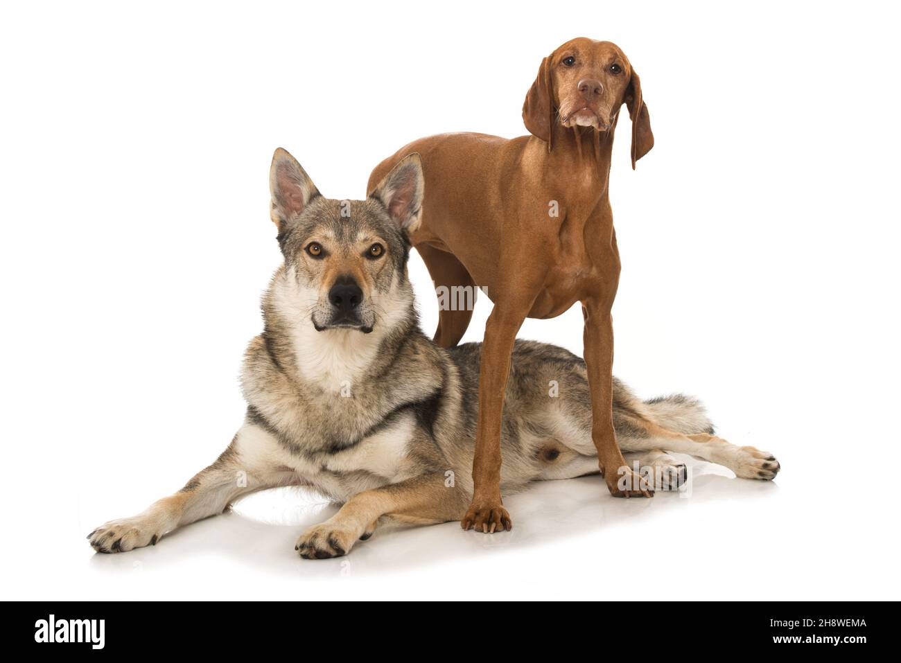 Two dogs isolated on white background Stock Photo - Alamy