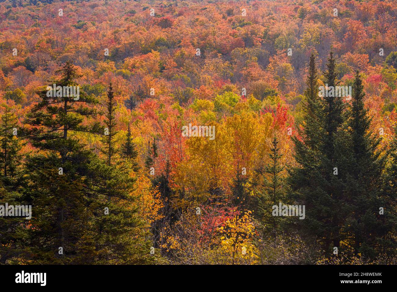 Autumn foliage in the deciduous forest on New England hillsides, White Mountain National Forest, New Hampshire, USA Stock Photo