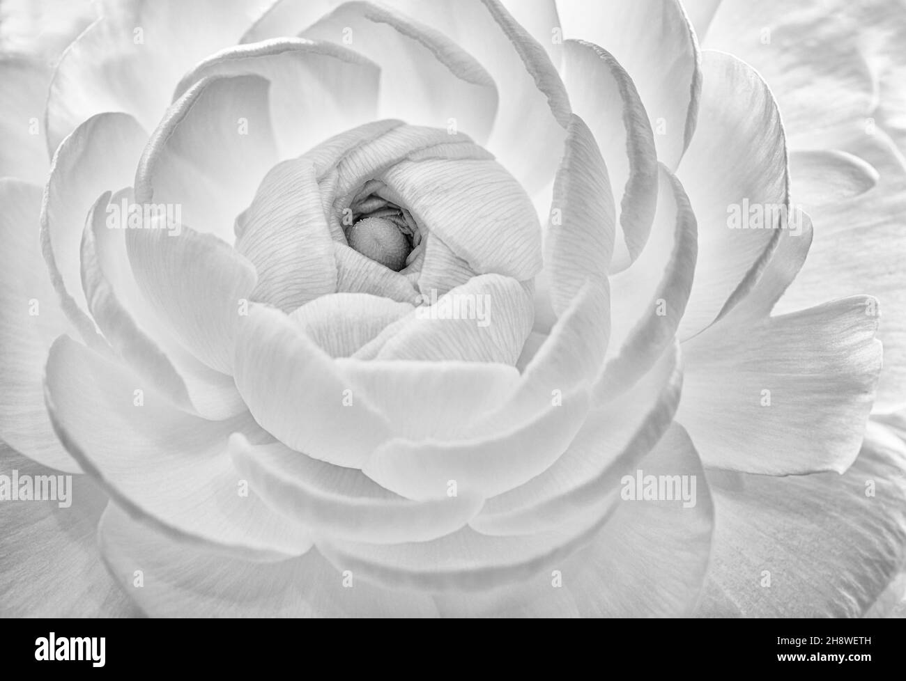 Ranunculus close up of flower Stock Photo