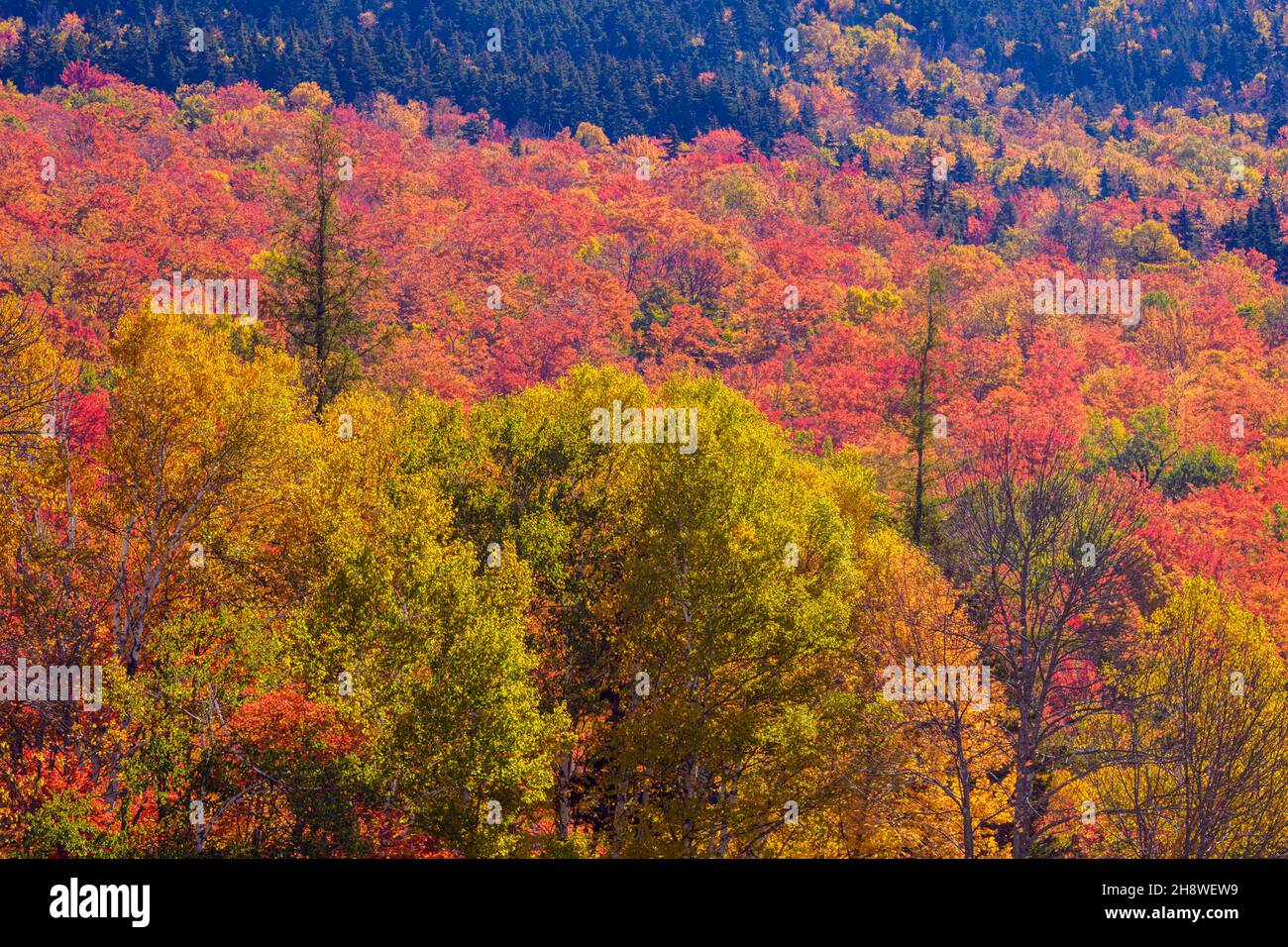 Autumn foliage in the deciduous forest on New England hillsides, Mount Washington, Pinkham Notch, New Hampshire, USA Stock Photo