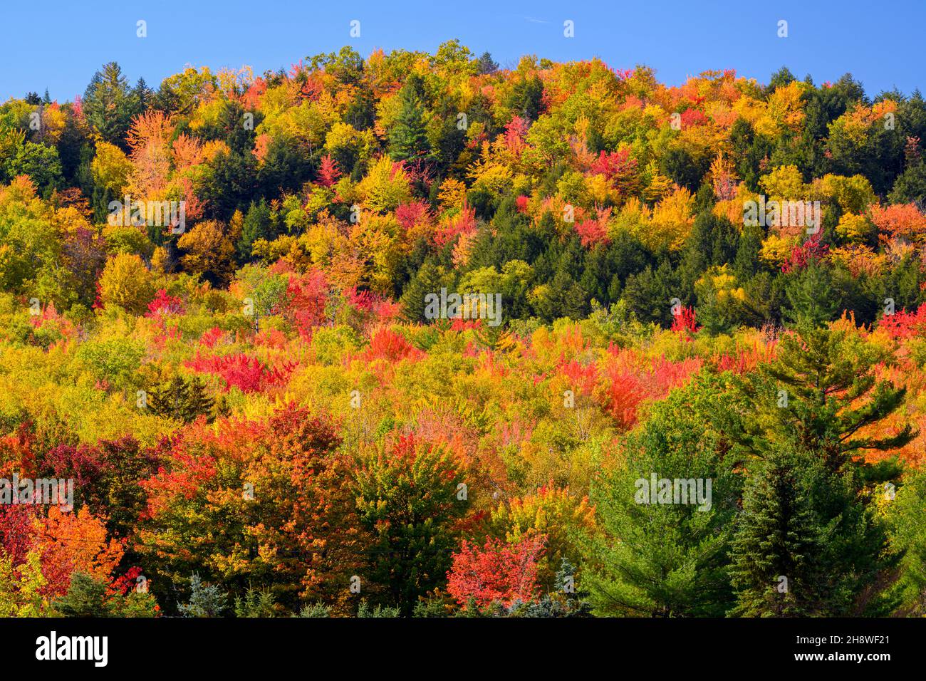 Autumn foliage in the deciduous forest on New England hillsides, White Mountain National Forest, New Hampshire, USA Stock Photo